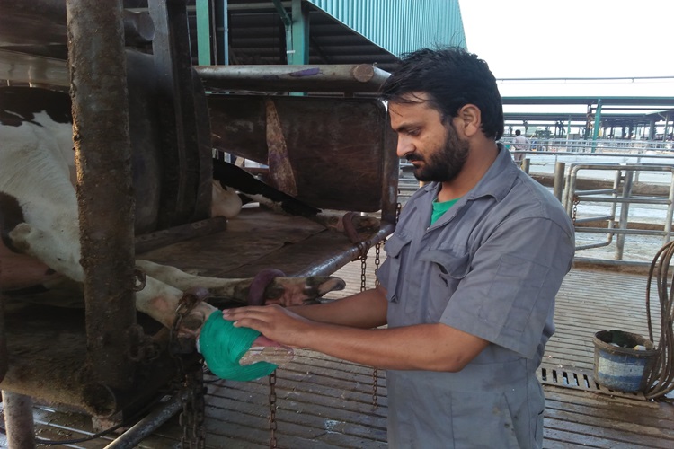 Dr. Muhammad Awais Sidhu applying a hoof block on a cow - Sidhu Vet Clinic