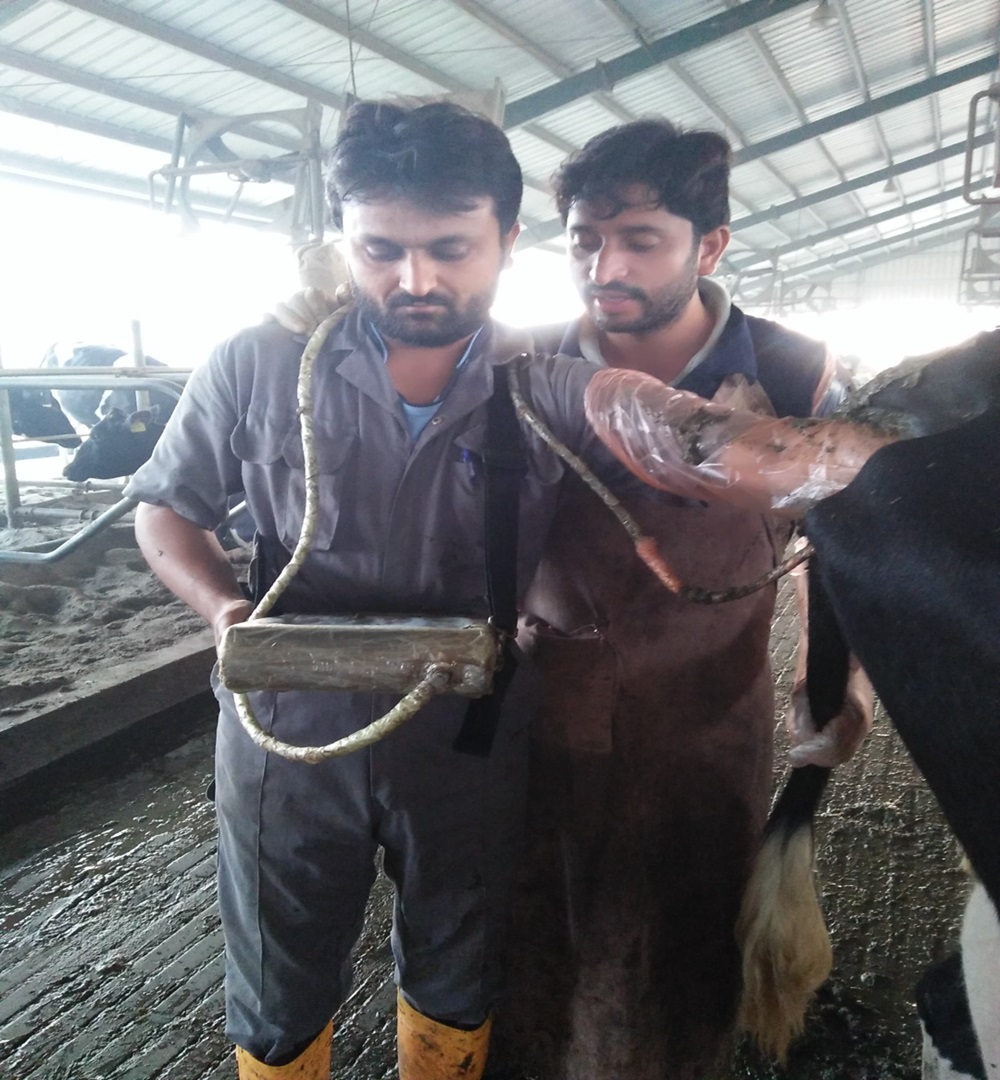 Dr. Awais Sidhu Performs Ultrasound for Cow Pregnancy Detection