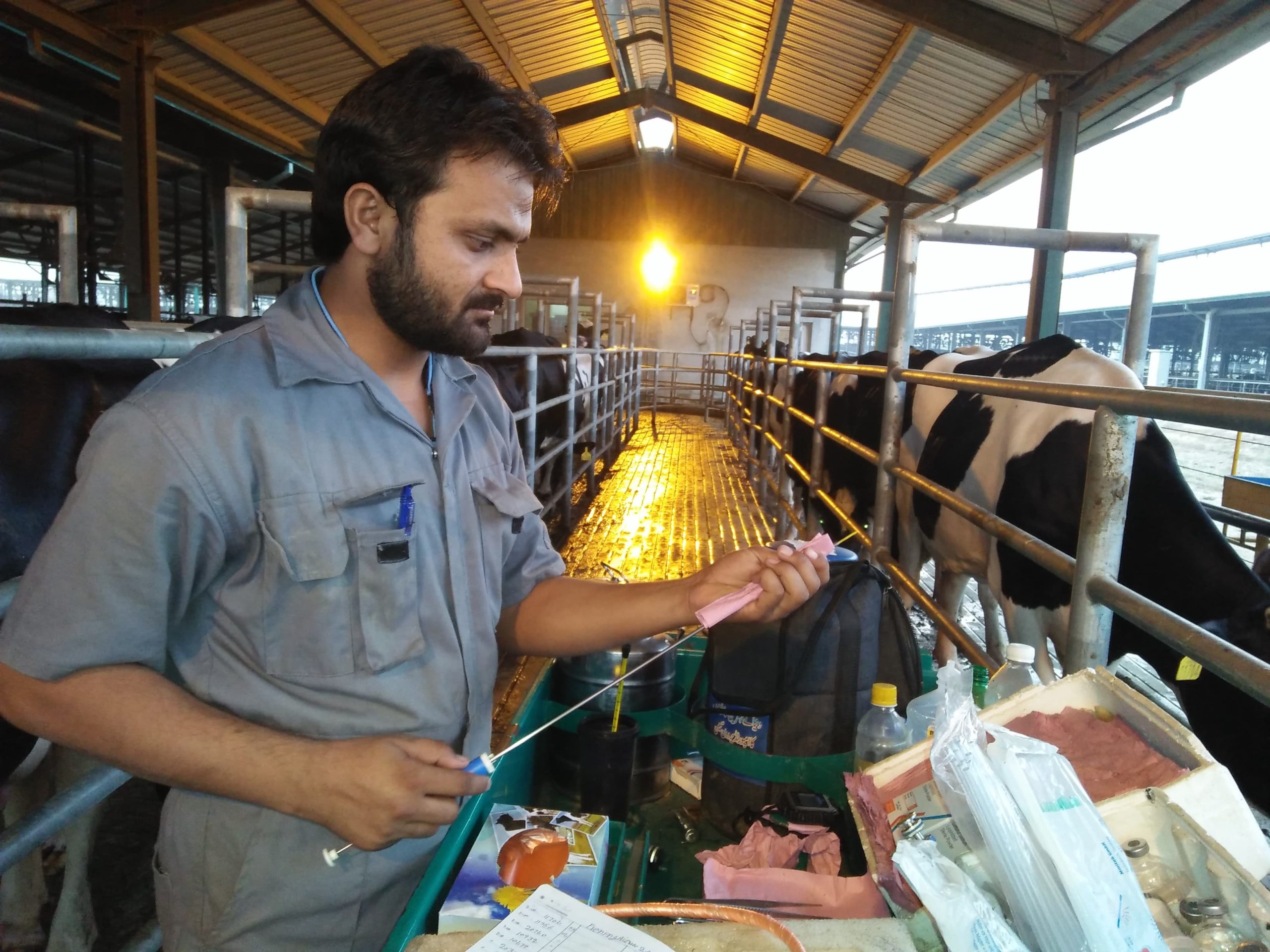 Artificial Insemination Procedure by Dr. Muhammad Awais Sidhu at a Dairy Farm