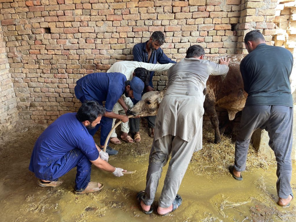 Gastric Lavage Procedure by Dr. Awais Sidhu at Chack Madrasa, Bahawalnagar