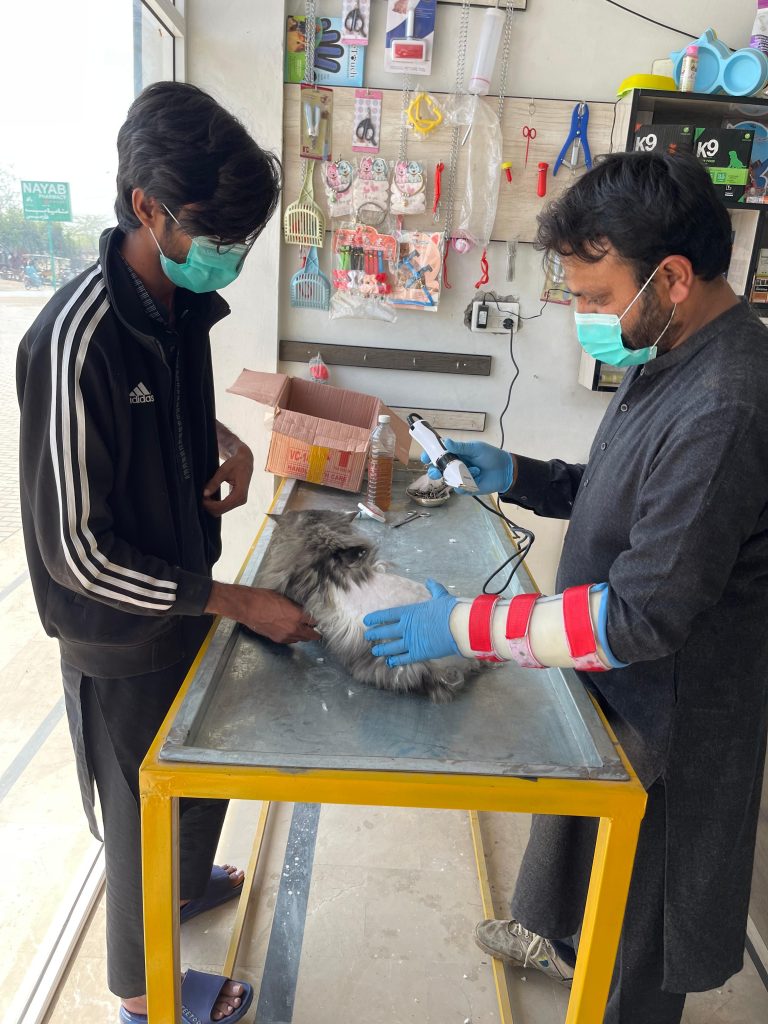 Expert Cat Trimming Services at Sidhu Vet Clinic, Bahawalnagar