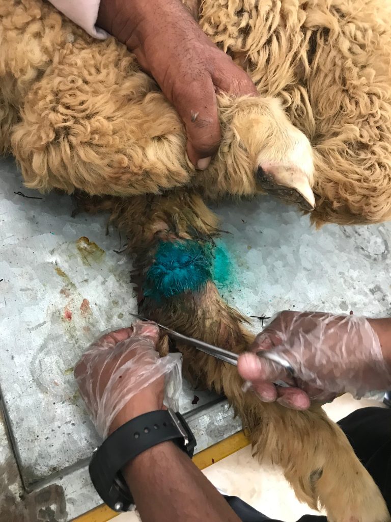 Bone Fracture Treatment in Sheep by Dr. Awais Sidhu at Sidhu Vet Clinic