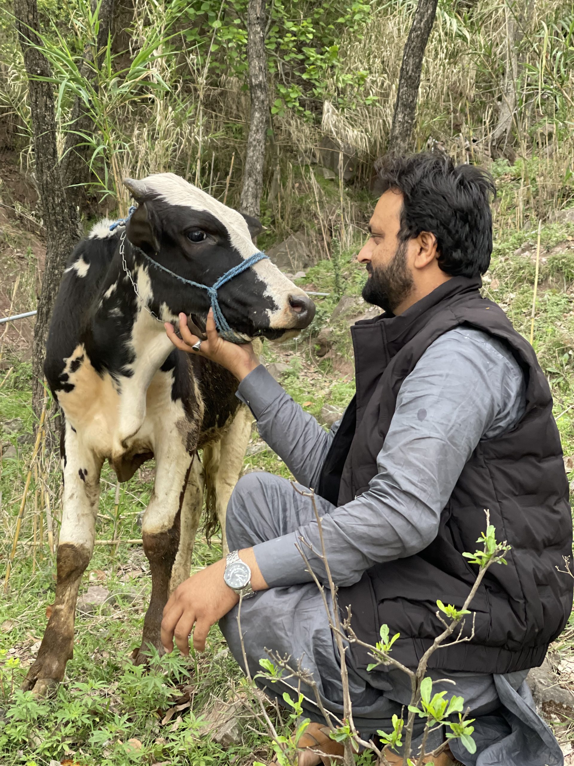 Dr. Awais Sidhu lovingly placing his hand in the mouth of a heifer on the Murree mountains, showing his bond and care for the animal