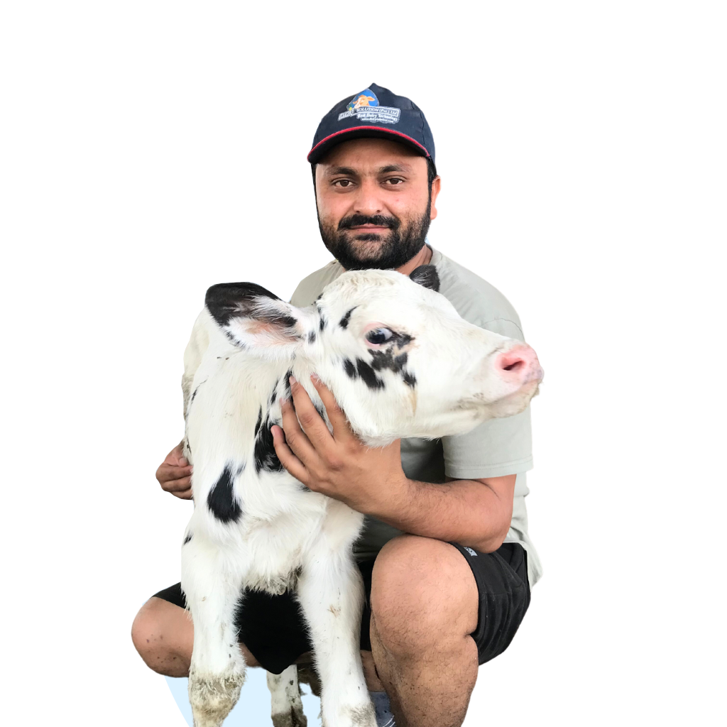 Dr. Muhammad Awais Sidhu, veterinary doctor, with a newborn calf at a dairy farm